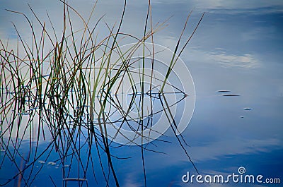 Green reeds in blue water Stock Photo