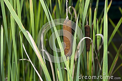 Cat Tails and reeds Stock Photo
