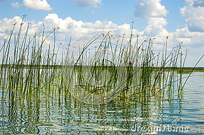 The green reeds in the lake. Stock Photo