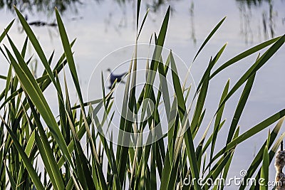 Green reeds on the pond Stock Photo