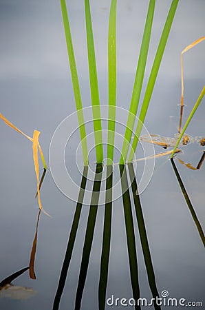 Green reeds in silent water Stock Photo