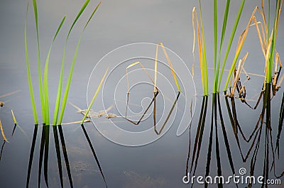 Green reeds in silent water Stock Photo