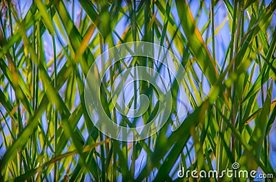 Green reeds Stock Photo