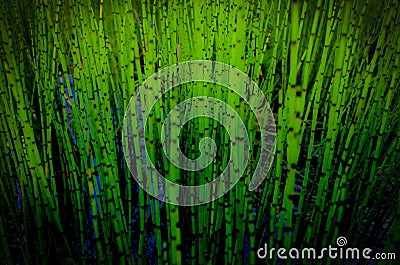 Green reeds Stock Photo