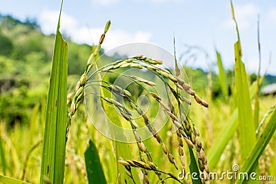 Green rice Beautiful in the field Stock Photo