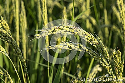 Green rice ears in a paddy cultivation field. Food industry Stock Photo