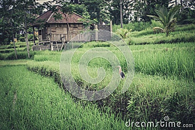 Green rice field with bird Stock Photo