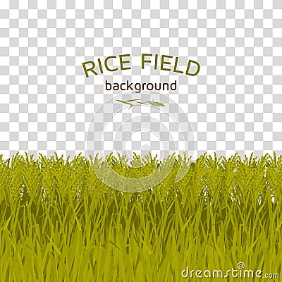 Green rice field on checkered background Vector Illustration