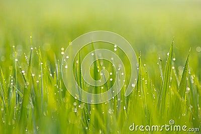 Green Rice Field Close Up Stock Photo