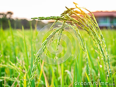 Green rice field Stock Photo