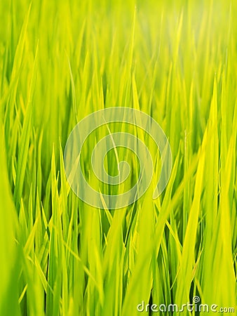 Green rice field farm authentic shot in THAILAND Stock Photo