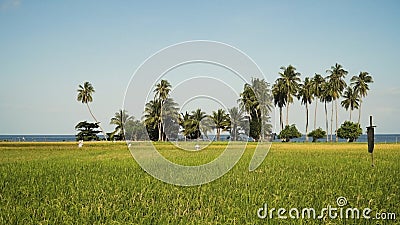 Green rice field.. Philippines Stock Photo