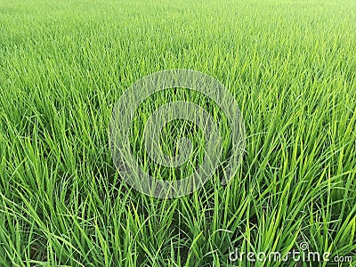 Green Rice field in Punjab Stock Photo
