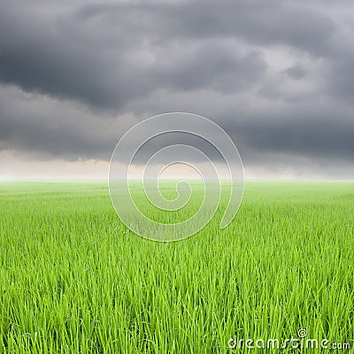 Green rice field and rainclouds in Thailand Stock Photo