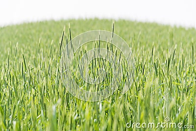 Green Rice Field with white sky background Stock Photo