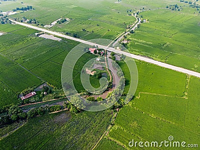 Green rice fields in asia, Aerial photographs of drones Stock Photo