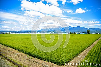 Green rice fields in Japan Stock Photo