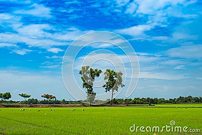 Green rice fields And sky Stock Photo