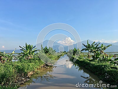 Green rice fields and streams Stock Photo