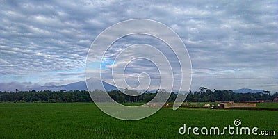 Green Rice Fields Under the Foot of Slamet Mountain 1 Stock Photo
