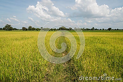 Green rice filed Stock Photo