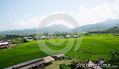 Green rice filed in Nan Thailand Stock Photo