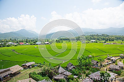 Green rice filed in Nan Thailand Stock Photo