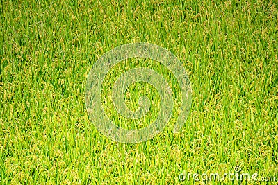 Green rice paddy field in South Korea around harvest season Stock Photo