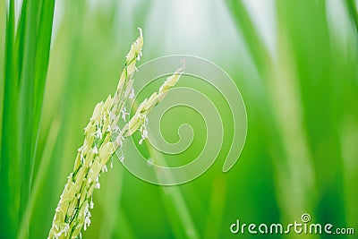 Green rice plant closeup rice seed and jasmine Stock Photo