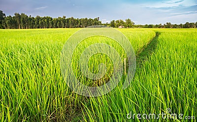 Green rice plant field in Thai farmland. Stock Photo