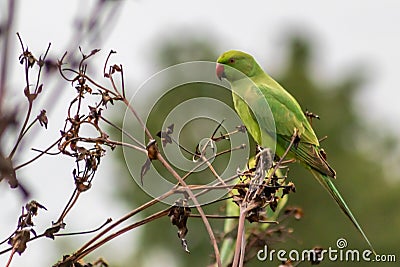 Green ring-necked parakeets with red beak and green feathers are exotic invaders in european nature with curious intelligence Stock Photo