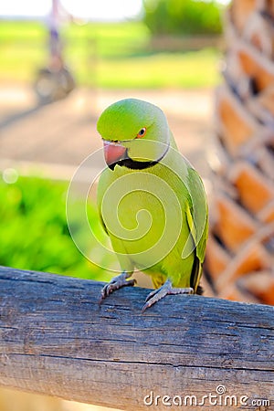 Green ring-necked parrot on the Canary Island of Fuerteventura, Stock Photo