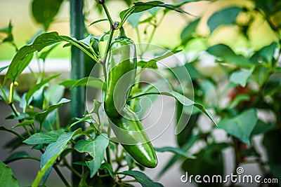 Green ripe jalapeno chili hot pepper on a plant Stock Photo