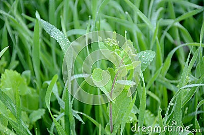 The green ripe mustered plant growing with grain plant in the farm Stock Photo