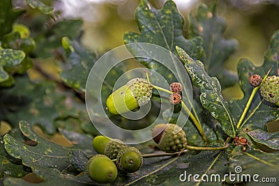 Green and ripe oak leaves and acorns. Carballo Stock Photo