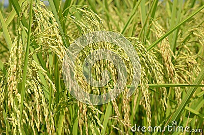 The green ripe paddy plant grains in the field meadow Stock Photo