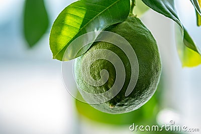 Green ripe raw lime with leaves on a tree branch closeup . Concept of growing fresh citrus fruit Stock Photo