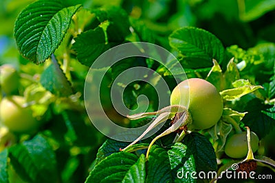 Green ripening canker-rose fruits Stock Photo