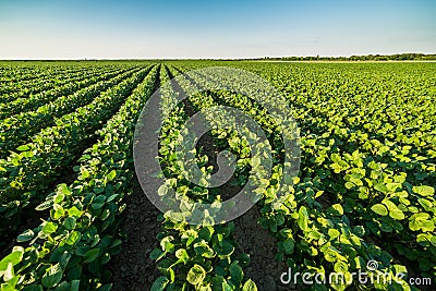 Green ripening soybean field, agricultural landscape Stock Photo