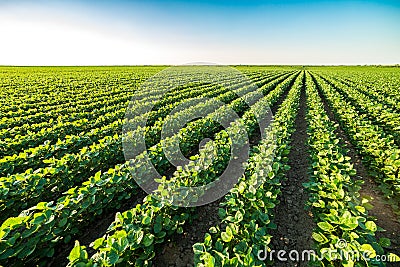 Green ripening soybean field, agricultural landscape Stock Photo