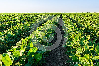 Green ripening soybean field, agricultural landscape Stock Photo