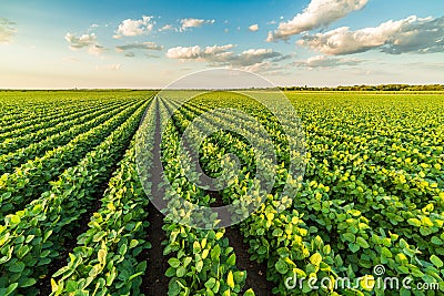 Green ripening soybean field Stock Photo