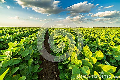 Green ripening soybean field Stock Photo