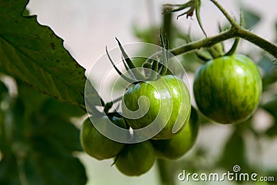 Green ripening tomatoes in the greenhouse. Stock Photo