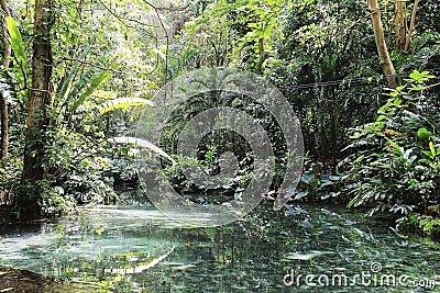 Jamaica Konoko falls park green river and green tropical jungle Stock Photo