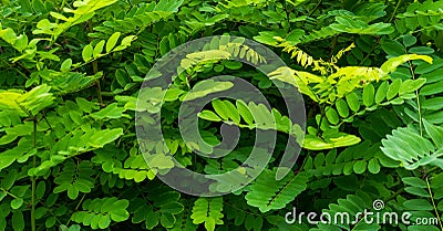 Green robinia leaves background or texture Stock Photo