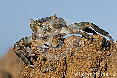 Green rock crab Stock Photo