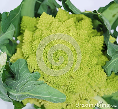 Green Romanesco Stock Photo