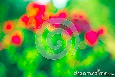 Green rose Bokeh background,Abstract backgrounds. Nobody, blurred. Stock Photo