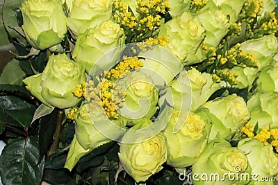 Green rose buds close-up, great design for any purposes. Green floral leaf background, leaf texture. Invitation Stock Photo